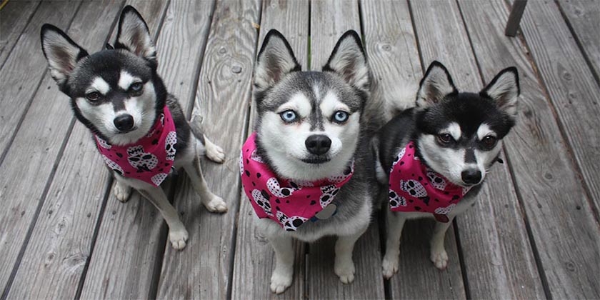 Chiens Klee Kai