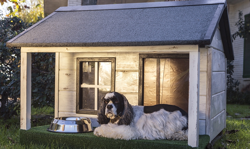 Un chien près d'un chenil
