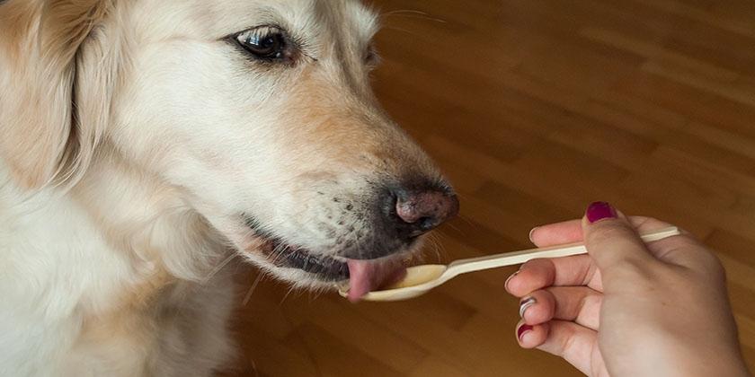 Médicaments pour chien