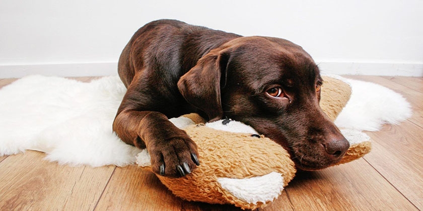 Que donner à manger à un chien qui a la diarrhée ?