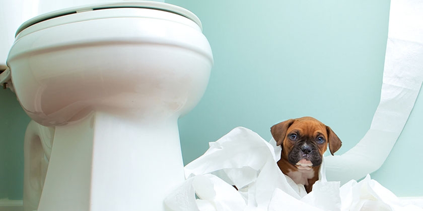 Chien dans les toilettes