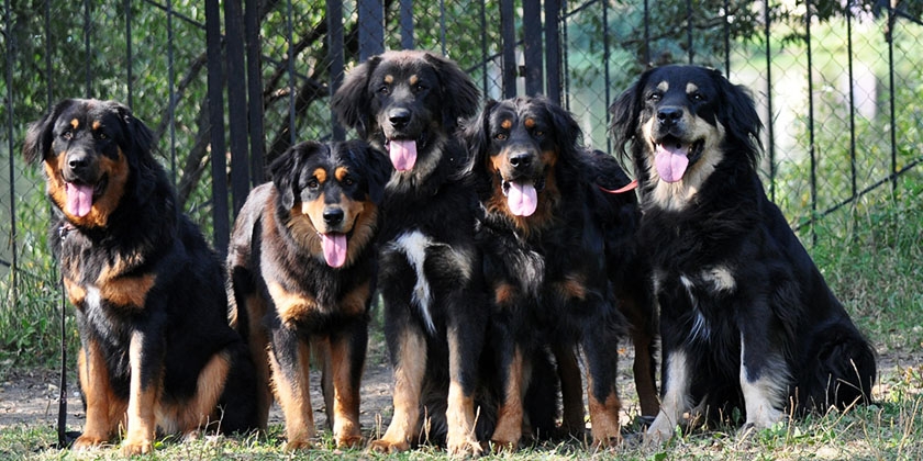 Lévrier bouriate-mongol