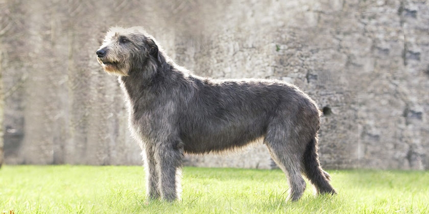 Lévrier irlandais