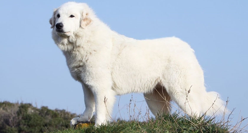 Montagnes des Pyrénées