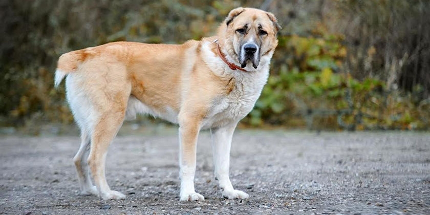 Alabai (chien de berger d'Asie centrale)