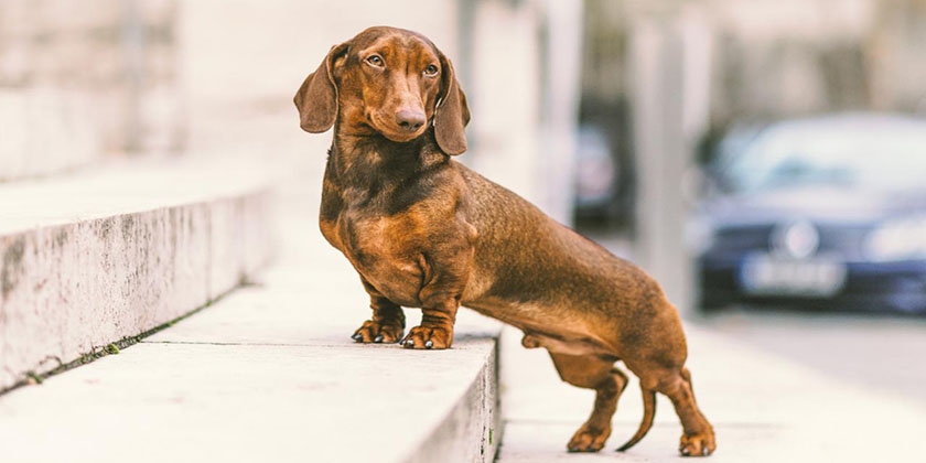 race de chien teckel