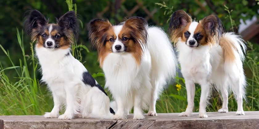 Chiens Papillon