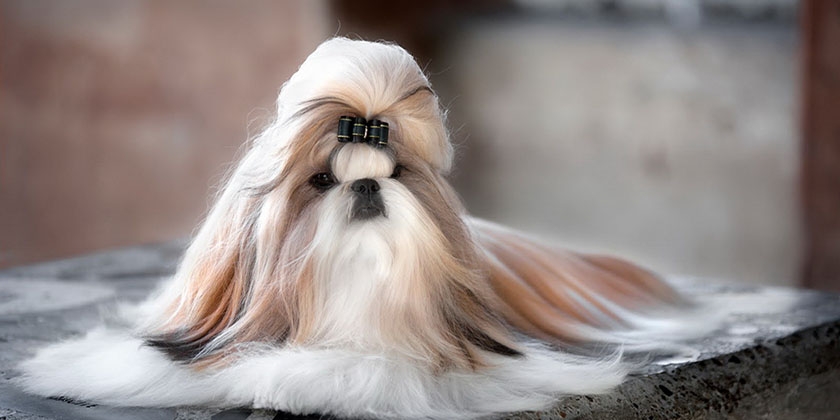 race de chien Shih Tzu