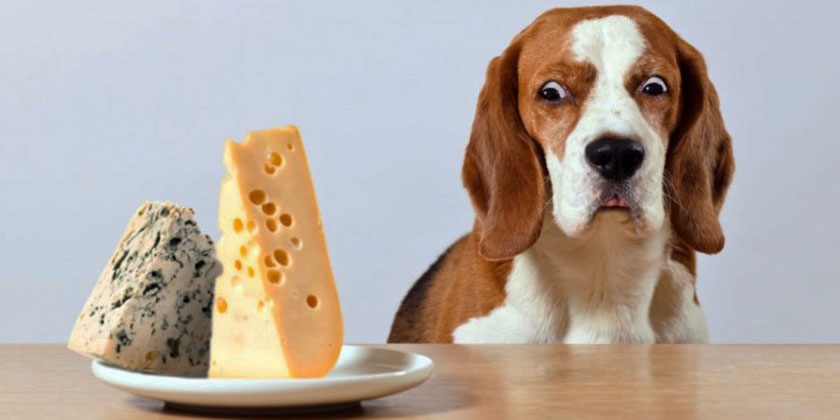Chien et fromages