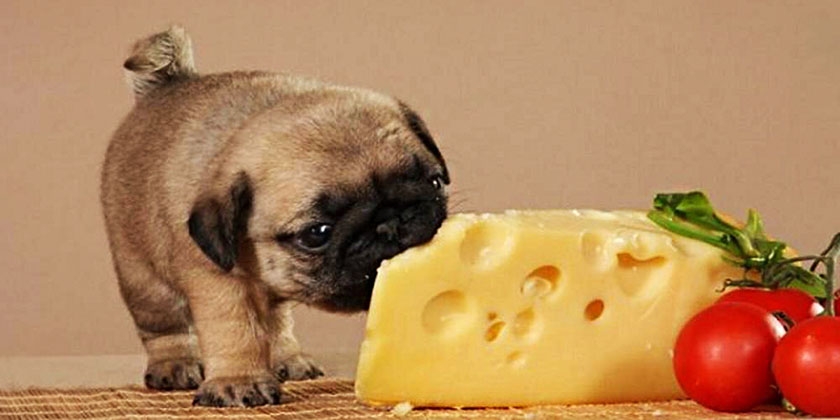 Du fromage pour chiens