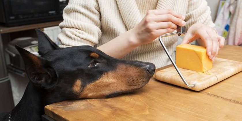 Le doberman veut du fromage