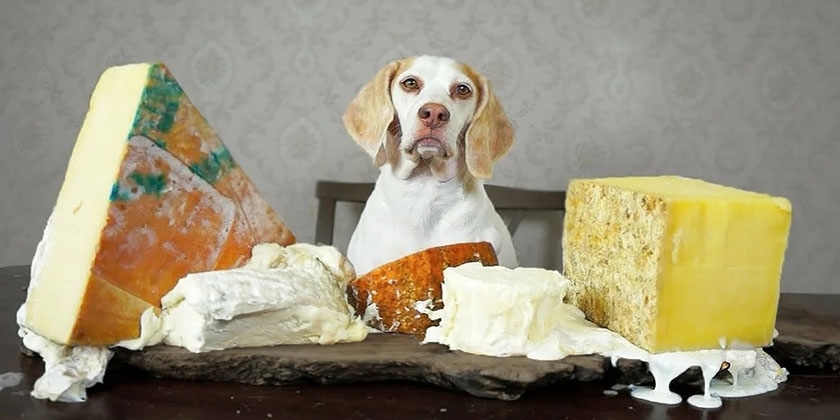 Les chiens peuvent-ils manger du fromage ?