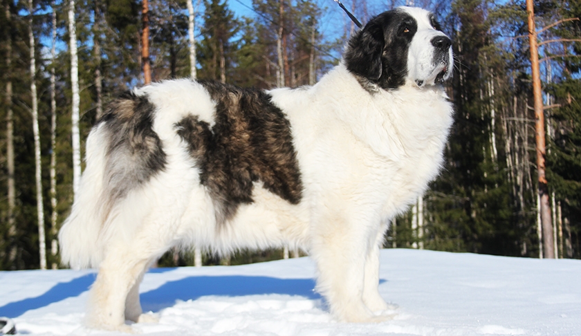 Mâtin des Pyrénées