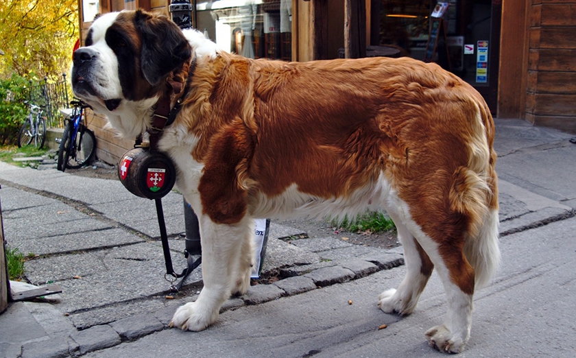 race Saint-Bernard