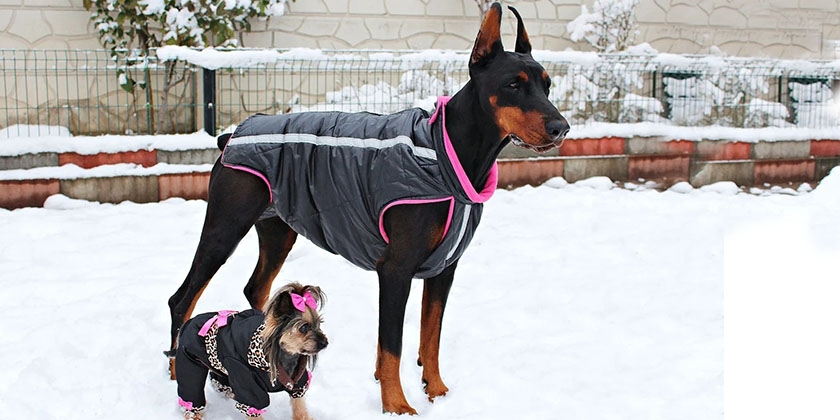 Vêtements pour chiens