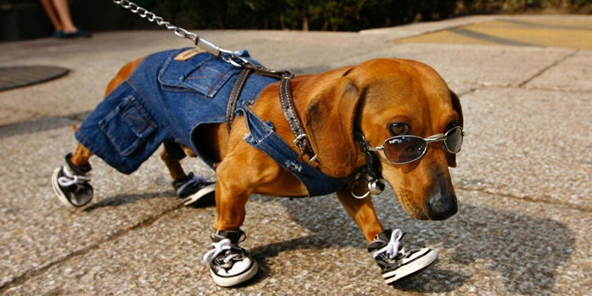 Comment mesurer un chien pour des vêtements