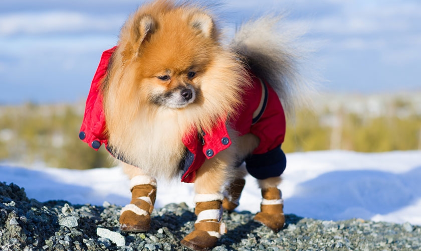 Un chien habillé et chaussé