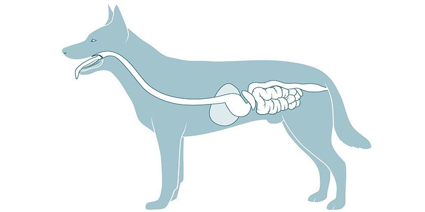 La structure du tube digestif du chien