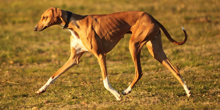 Combien de côtes possède un chien ?