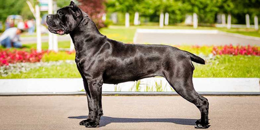 race de chien Cane Corso