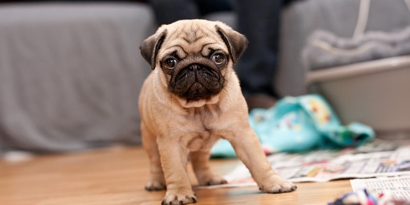 race de chien carlin