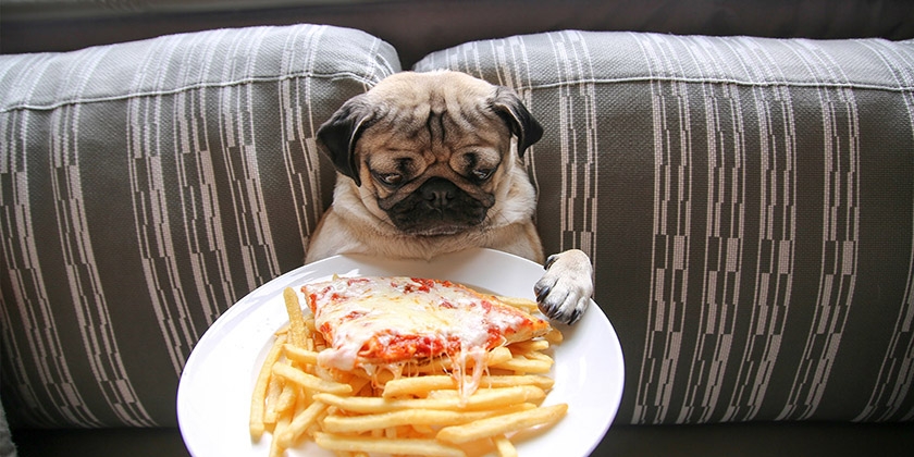 Un carlin et une assiette de fast-food