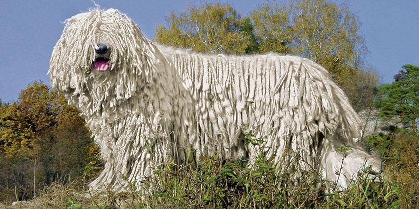 Chien Komondor