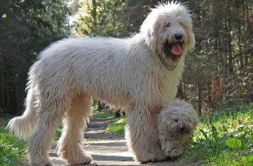 race Komondor