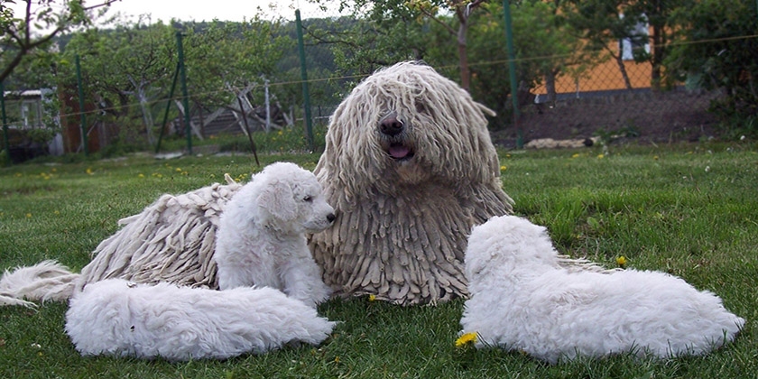 Un chien avec des chiots
