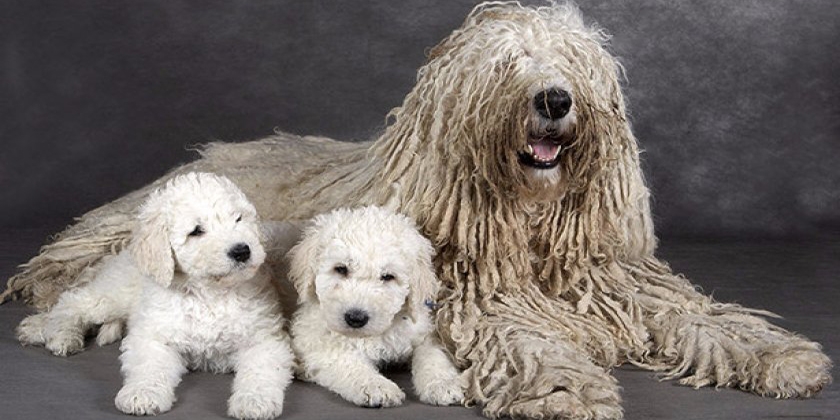 Un chien qui ressemble à une serpillière