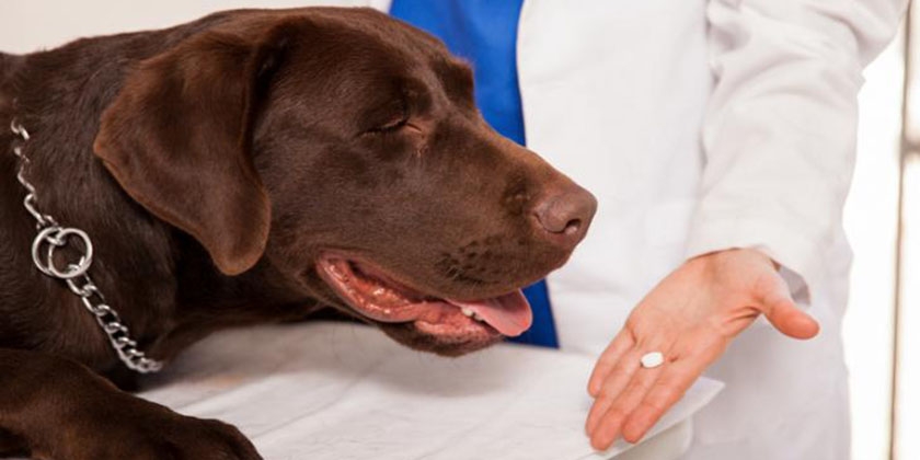 Vitamines pour chiens Wolmar