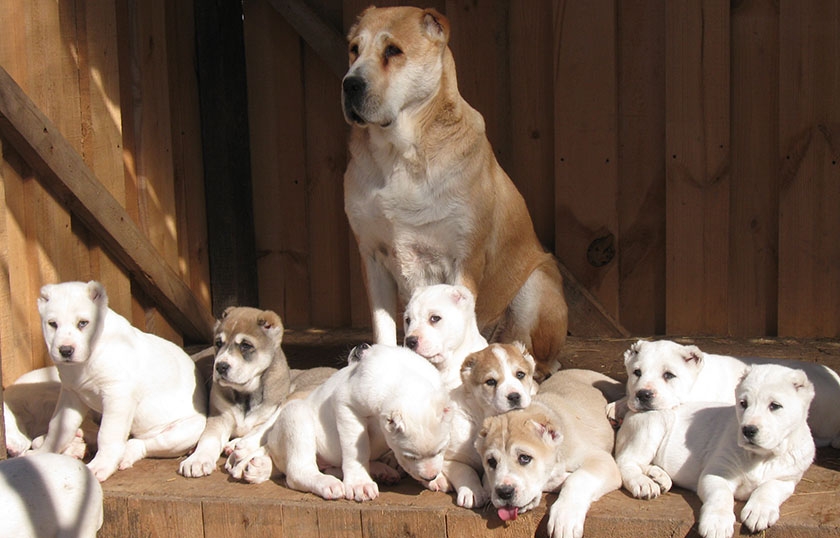 Chienne Alabai avec des chiots