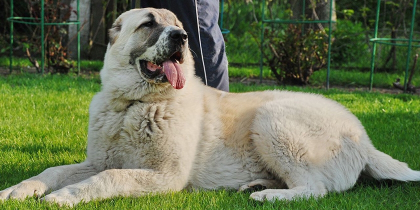 Alabai avec son propriétaire