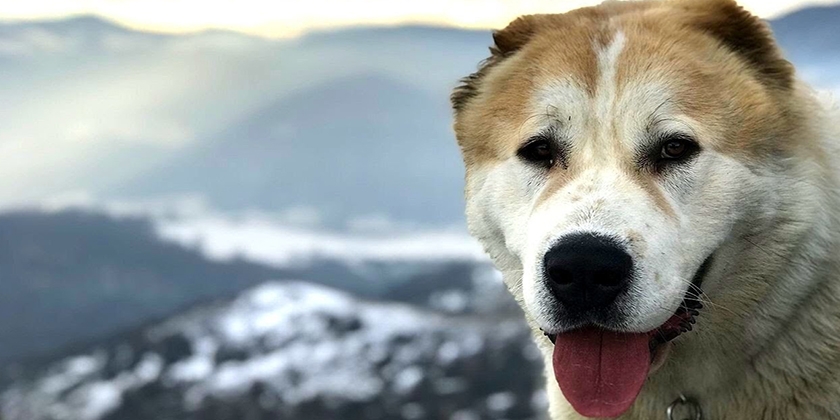 Alabai dans les montagnes