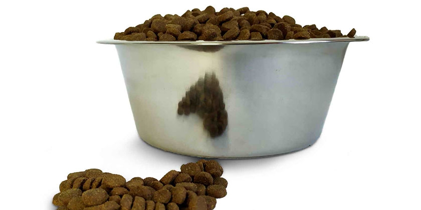 Croquettes dans un bol