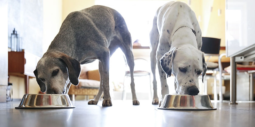 Nourriture pour chiens Frais