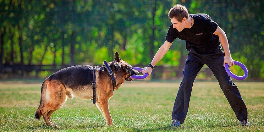 Travailler avec un chien