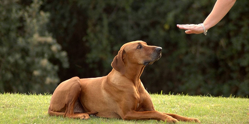 La commande « allongez-vous »