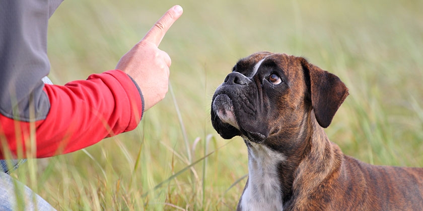 Quelles commandes un chien doit-il connaître ?