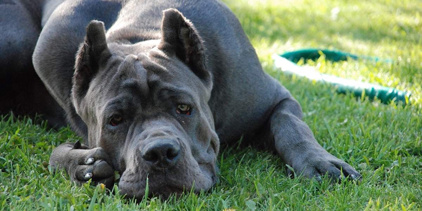 race de chien Cane Corso