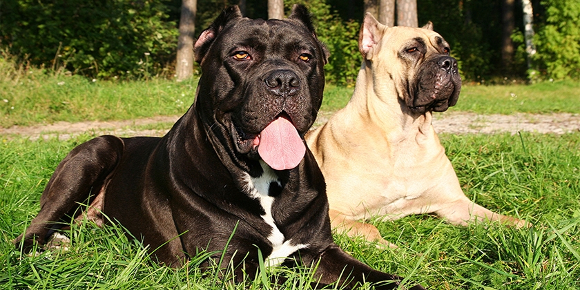 Des chiens dans une clairière