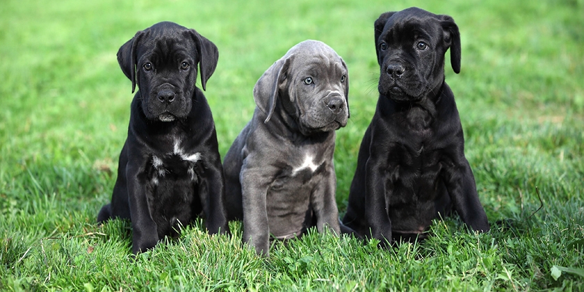 chiots Cane Corso