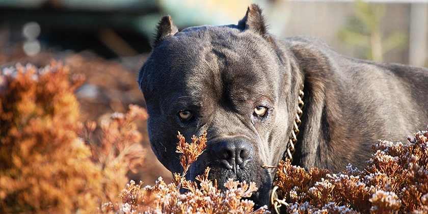 museau du Cane Corso