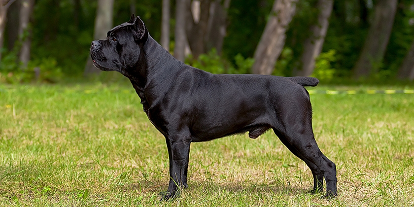 Chien Cane Corso