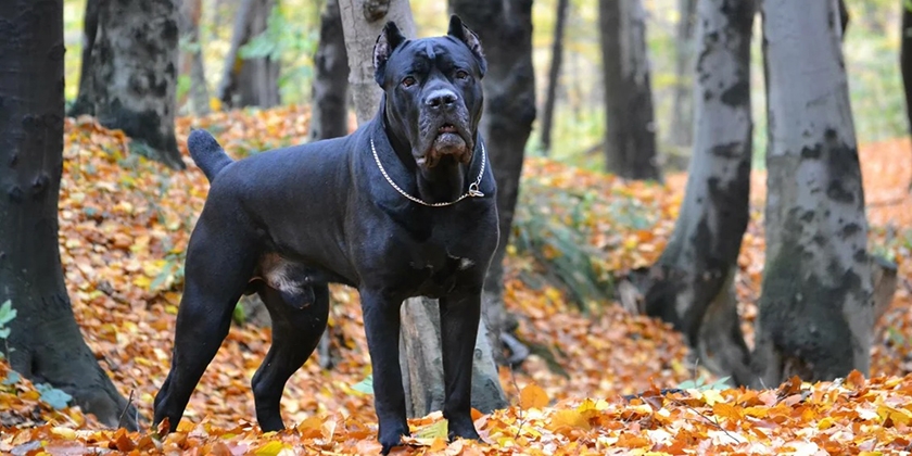 Cane Corso dans la forêt