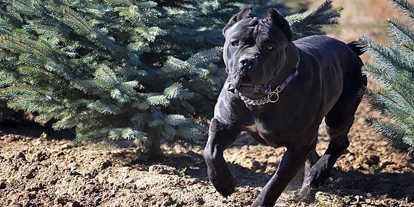 Cane Corso en promenade