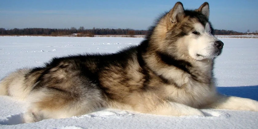 Malamute dans la neige
