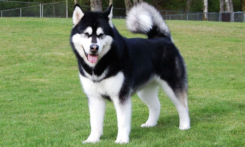 Malamute dans un pré