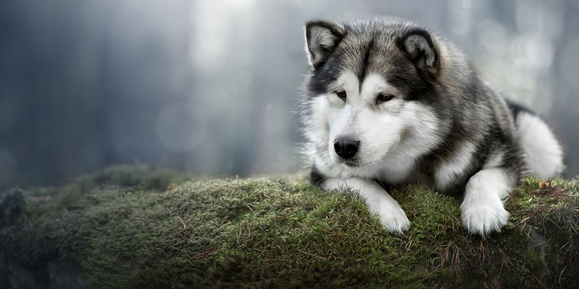 Malamute - Caractéristiques de la race