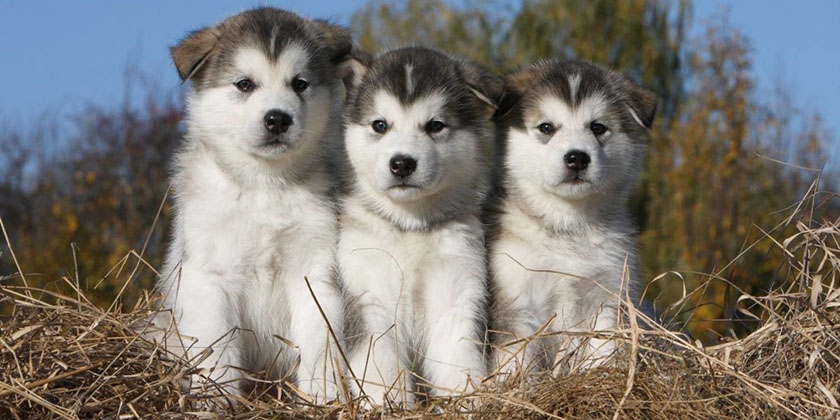 chiots malamutes
